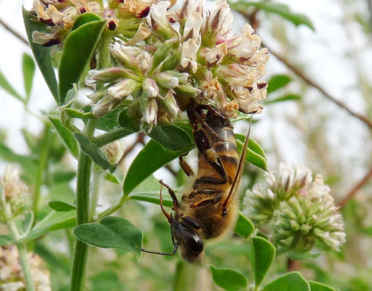 Synema globosum